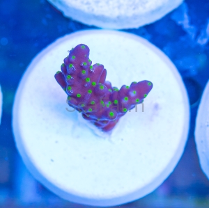 Acropora nana - "Tricolor nana" - WYSIWYG nr 6