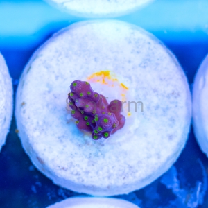 Acropora nana - "Tricolor nana" - WYSIWYG nr 7