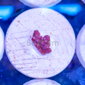 Acropora nana - "Tricolor nana" - WYSIWYG nr 8