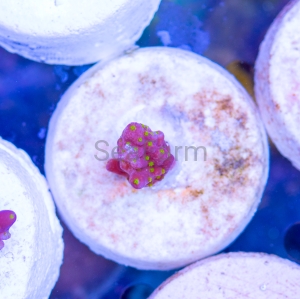 Acropora nana - "Tricolor nana" - WYSIWYG nr 9