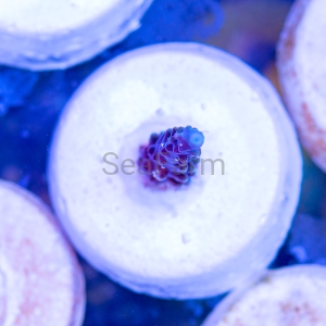 Acropora - "Ultra Blue Formosa" - DCW nr 1 
