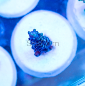 Acropora - "Ultra Blue Formosa" - DCW nr 3