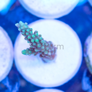 Acropora horrida "Light Green Horrida" DCW nr 1