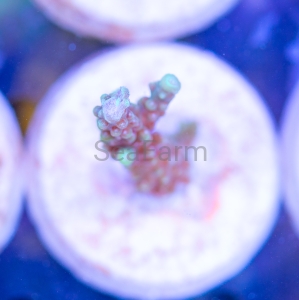 Acropora horrida "Light Green Horrida" DCW nr 3