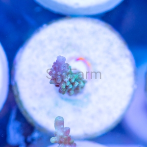 Acropora horrida "Light Green Horrida" DCW nr 5