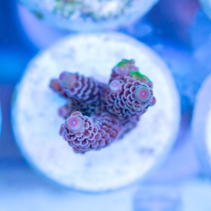 Acropora millepora - "Rainbow Millie" - WYSIWYG nr 1