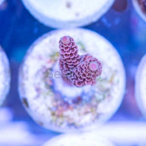 Acropora millepora - "Rainbow Millie" - WYSIWYG nr 2