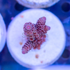 Acropora millepora - "Rainbow Millie" - WYSIWYG nr 3