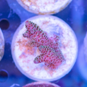 Acropora millepora - "Rainbow Millie" - WYSIWYG nr 4
