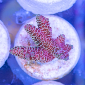 Acropora millepora - "Rainbow Millie" - WYSIWYG nr 5