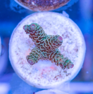 Acropora millepora - "Sunset Rainbow" - WYSIWYG nr 1
