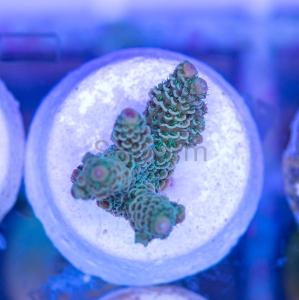 Acropora millepora - "Sunset Rainbow" - WYSIWYG nr 3