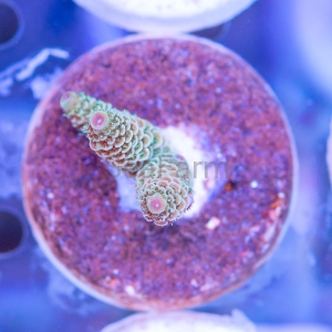 Acropora millepora - "Sunset Rainbow" - WYSIWYG nr 4
