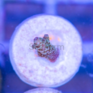 Acropora millepora - "Sunset Rainbow" - WYSIWYG nr 7