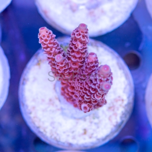 Acropora millepora - "Real Pink" - WYSIWYG nr 1