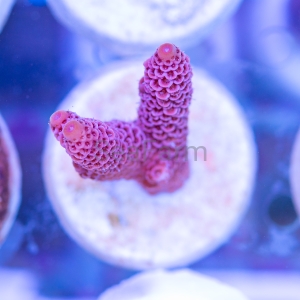 Acropora millepora - "Real Pink" - WYSIWYG nr 2