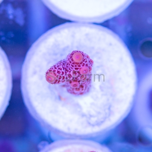 Acropora millepora - "Real Pink" - WYSIWYG nr 3
