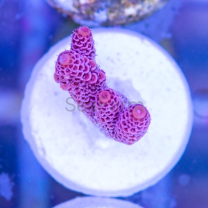 Acropora millepora - "Real Pink" - WYSIWYG nr 4