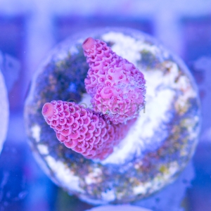 Acropora millepora - "Real Pink" - WYSIWYG nr 5