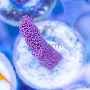 Acropora millepora - "Real Pink" - WYSIWYG nr 6