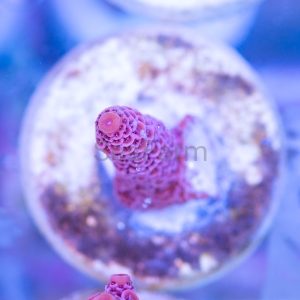 Acropora millepora - "Real Pink" - WYSIWYG nr 7