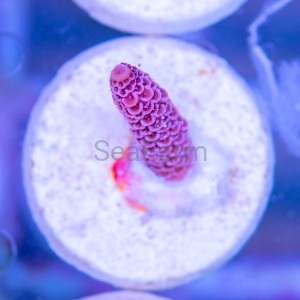 Acropora millepora - "Real Pink" - WYSIWYG nr 8