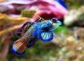 pterosynchiropus splendidus seafarm gdańsk mandaryn.jpg