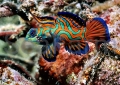 mandarin fish 3.jpg