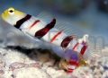 stonogobiops-dracula.jpg