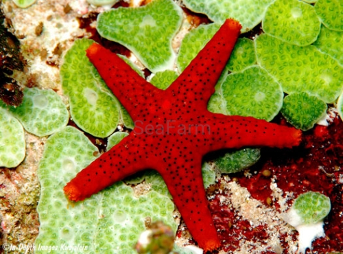 Fromia-milleporella-on-green-tunicates-jj-0346-070708.jpg