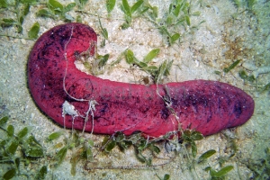 Holothuria edulis  -  odłów ręczny, bez trucizn  