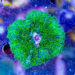 Stichodactyla sp. - "Ultra Rainbow Anemone"  WYSIWYG