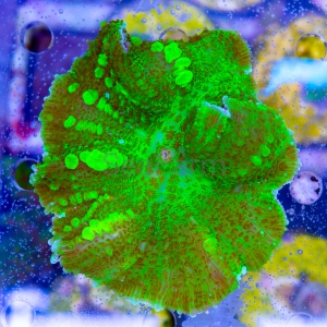 Rhodactis  sp. "Uranium Bounce"  - WYSIWYG nr 2