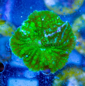 Rhodactis  sp. "Uranium Bounce"  - WYSIWYG nr 3