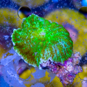 Rhodactis  sp. "Uranium Bounce"  - WYSIWYG nr 5