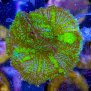 Rhodactis  sp. "Uranium Bounce"  - WYSIWYG nr 6