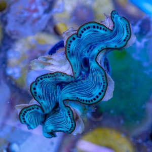 Tridacna maxima "Turquise Blue" 6cm 