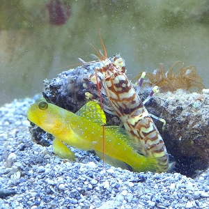 Cryptocentrus cinctus + Alpheus sp. - dobrana para!!! 