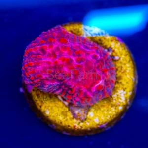 Ultra Echinophyllia sp. "Fire in Forest"  Unikat!!! WYSIWYG nr 4