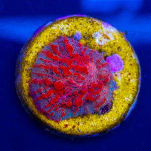 Ultra Echinophyllia sp. "Fire in Forest"  Unikat!!! WYSIWYG nr 1