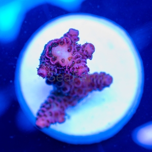 Acropora millepora - "Rose Red" - WYSIWYG nr 1