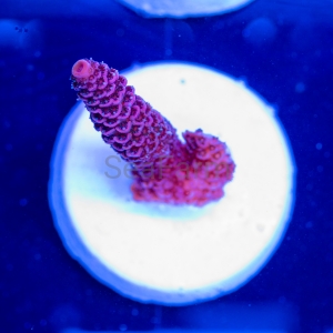 Acropora millepora - "Rose Red" - WYSIWYG nr 2