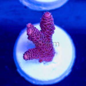 Acropora millepora - "Rose Red" - WYSIWYG nr 3