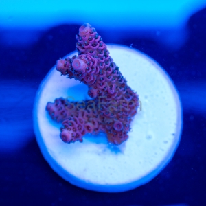 Acropora millepora - "Rose Red" - WYSIWYG nr 4
