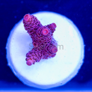 Acropora millepora - "Rose Red" - WYSIWYG nr 5