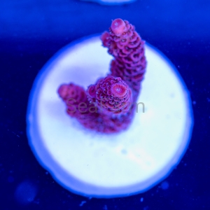 Acropora millepora - "Rose Red" - WYSIWYG nr 6