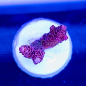 Acropora millepora - "Rose Red" - WYSIWYG nr 7