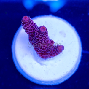 Acropora millepora - "Rose Red" - WYSIWYG nr 9
