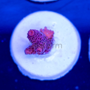 Acropora millepora - "Rose Red" - WYSIWYG nr 10