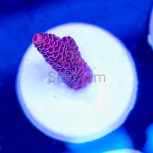 Acropora millepora - "Rose Red" - WYSIWYG nr 11